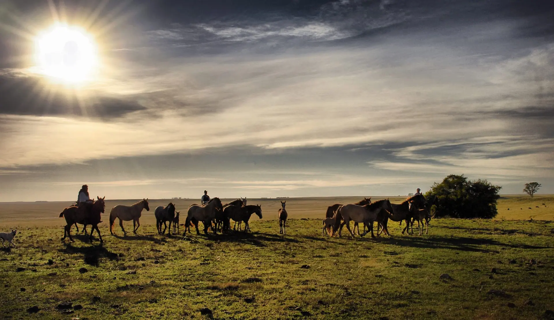 Paisanos a caballo arrean una tropilla a contraluz del sol